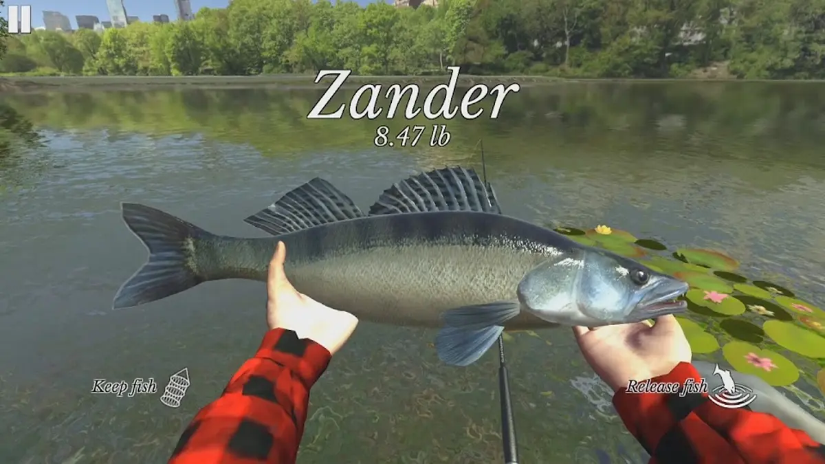 Zander capturado à mão num rio urbano em Ultimate Fishing Simulator